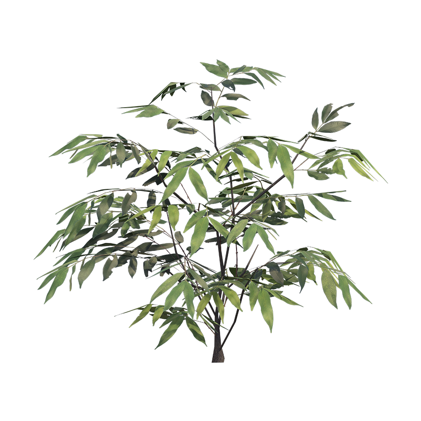 Sapindus mukorossi - Reetha